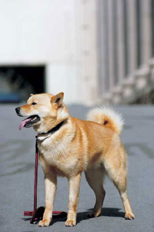 ソフトバンクお父さん犬 北海道犬 アイヌ犬 の写真 画像集 カイくん 500枚以上 犬のかわいすぎる画像集 可愛い ペット 子犬 Naver まとめ