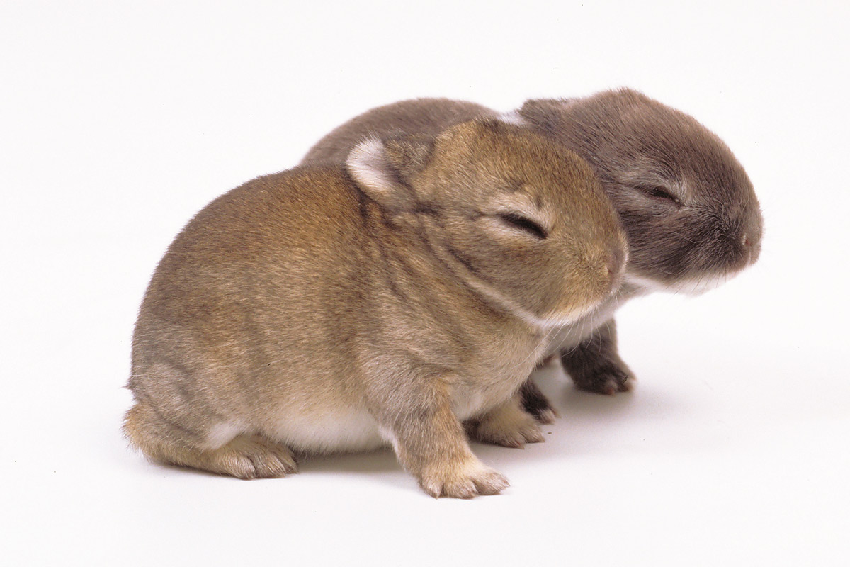 カイウサギの赤ちゃん_1