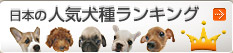 日本の人気犬種ランキング